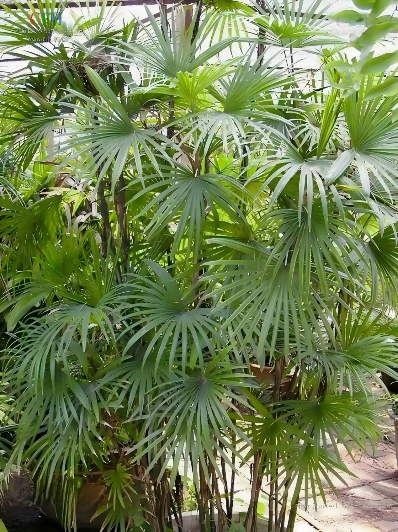 棕竹