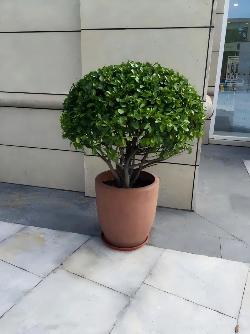 黄杨球