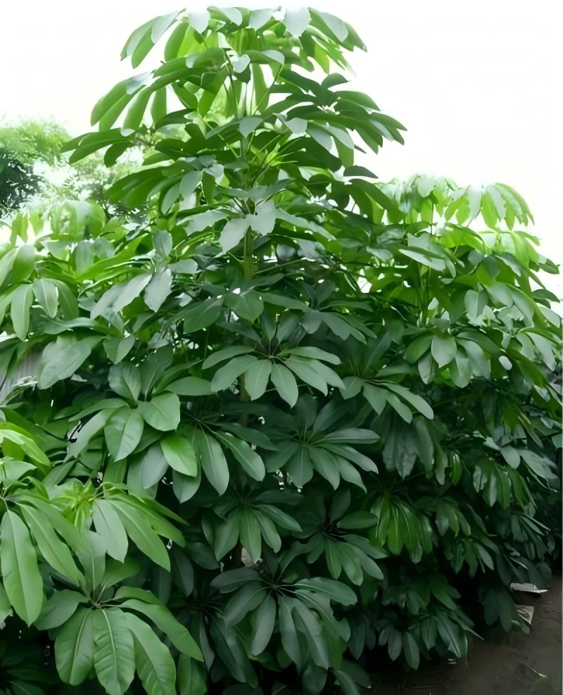 摇钱树
