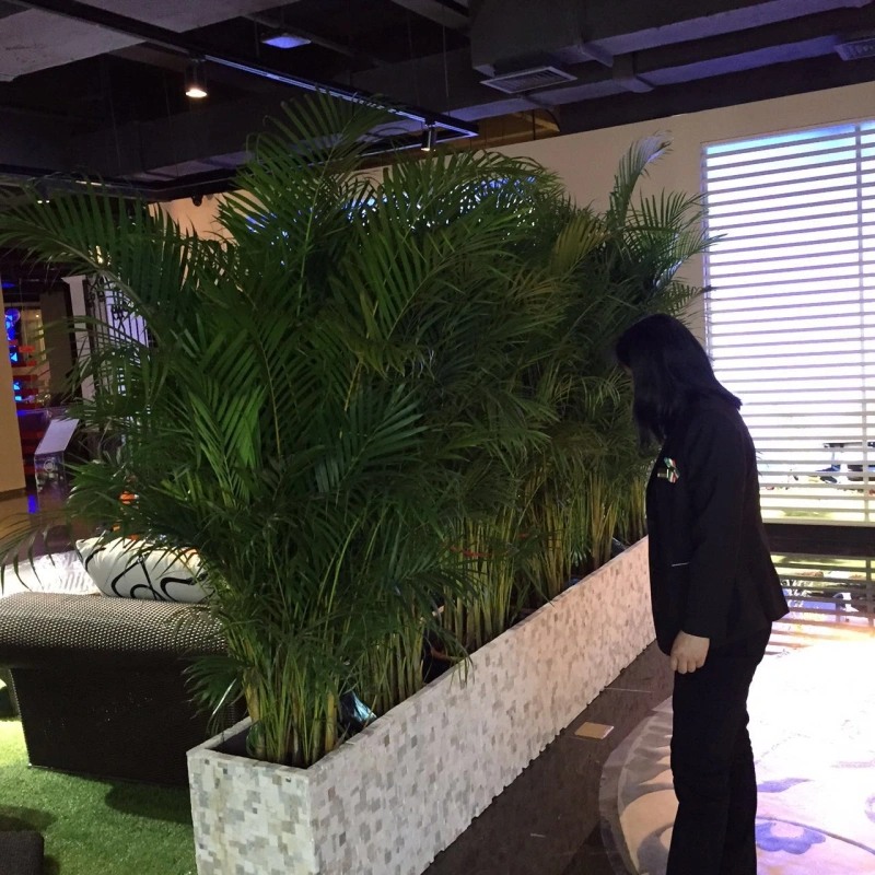 散尾葵
