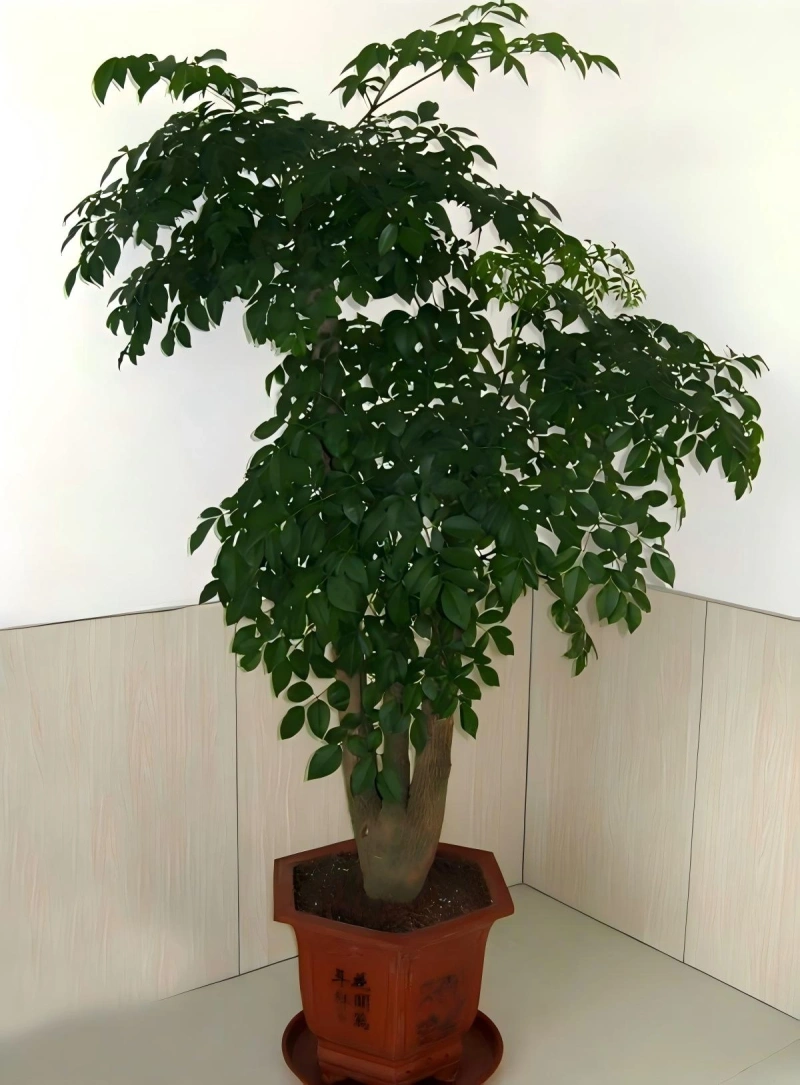 幸福树