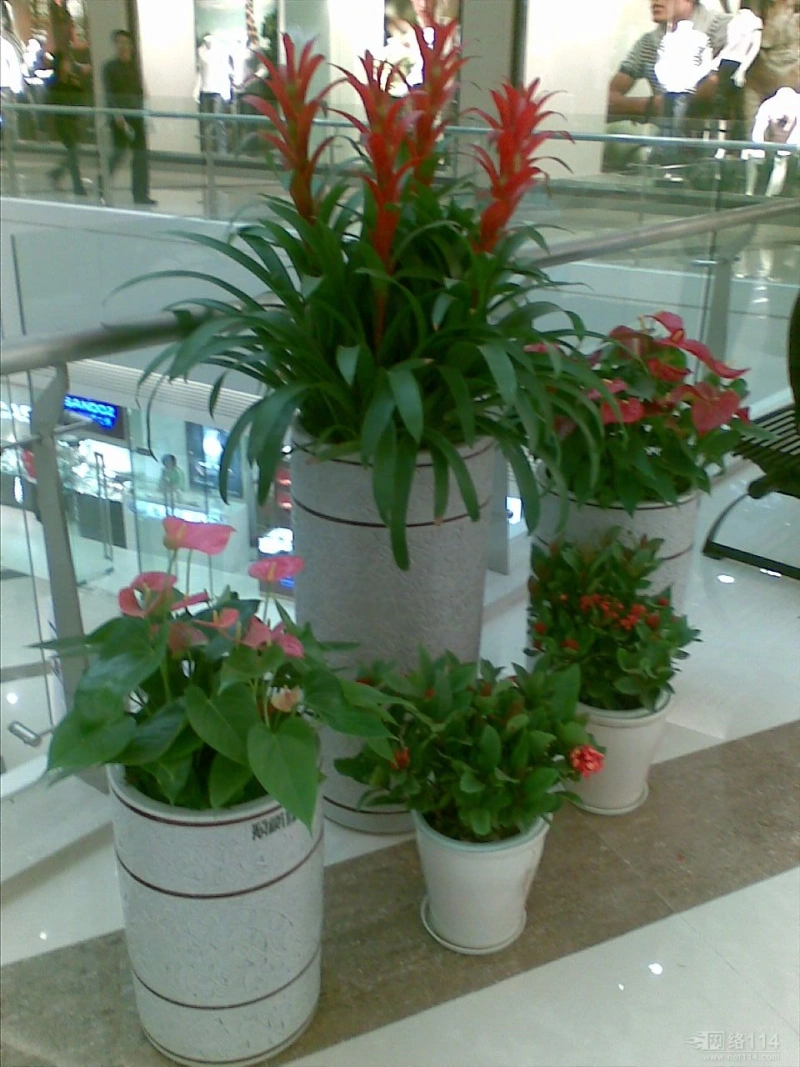 浦东商场绿植租摆案例