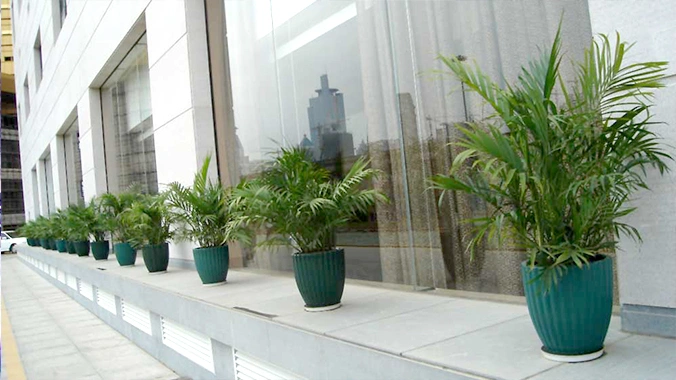 徐汇商场植物租摆案例
