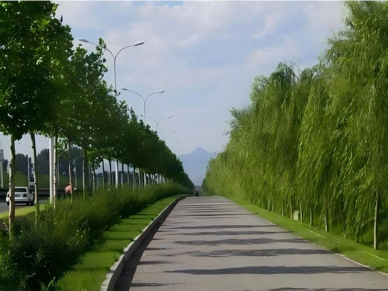 道路绿化