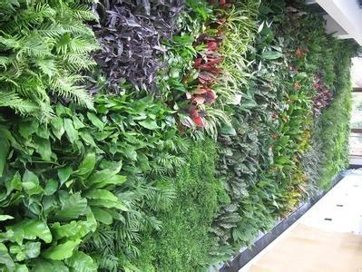 植物绿墙