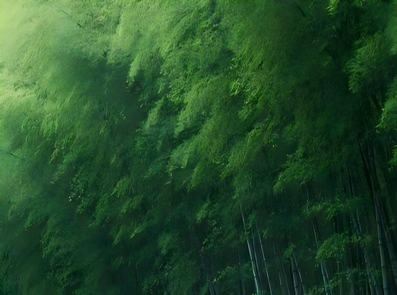 竹子竹林